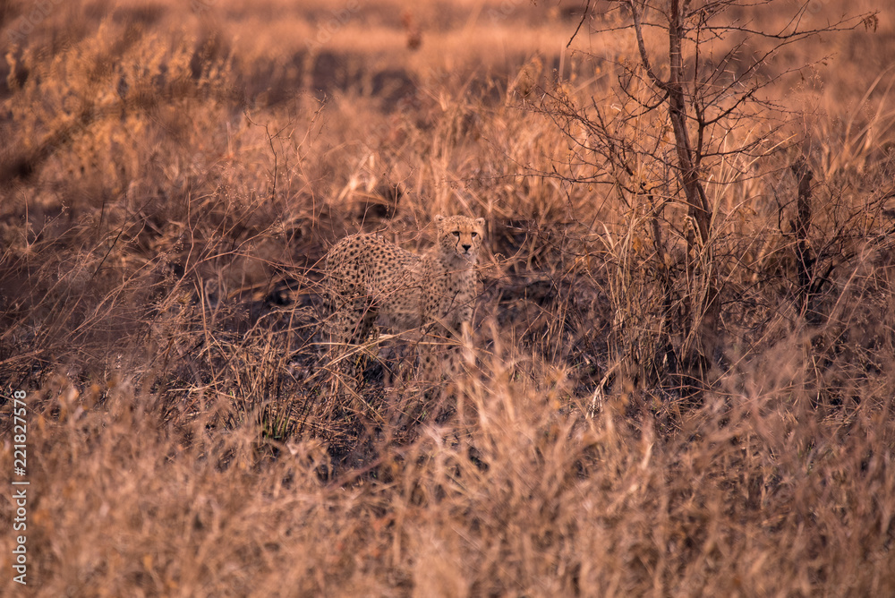 Fototapeta premium Cheetahs in the African savanna. Safari in the savannah of Serengeti National Park, Tanzania. Close to Maasai Mara, Kenya. Burnt savanna landscape because of bushfire. Africa.