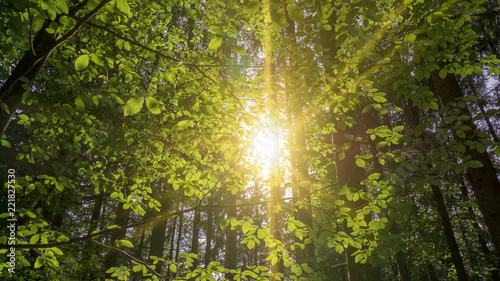 Laubwald mit Sonnenstrahlen - Breitbild © Peter Maszlen