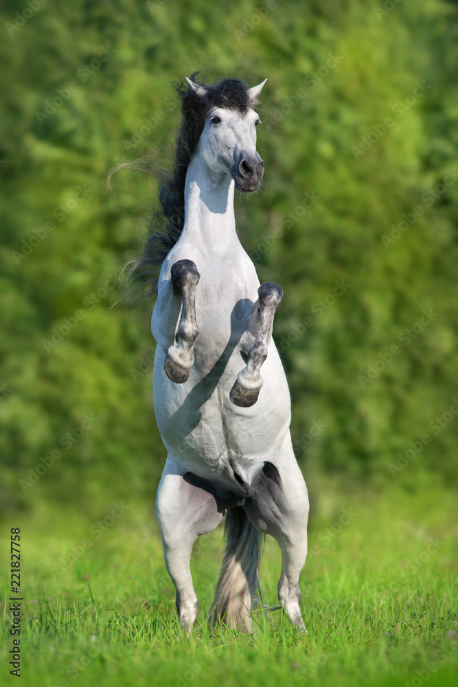 Obraz premium White spanish horse rearing up in green summer landscape.Pura Raza Espanola