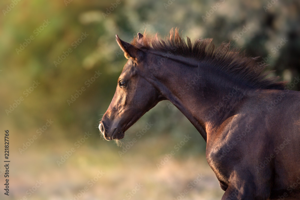 Fototapeta premium Gniady źrebię bliska portret w ruchu