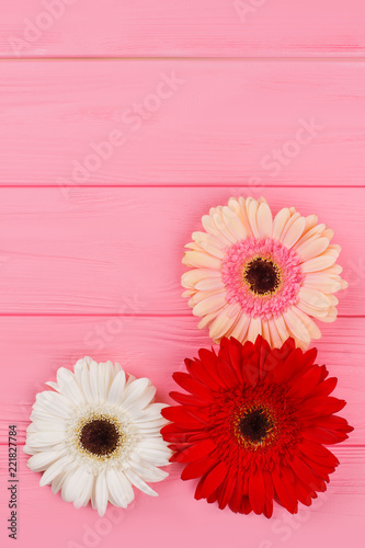 Colorful gerbera daisy flowers on wood. Pink wooden background.