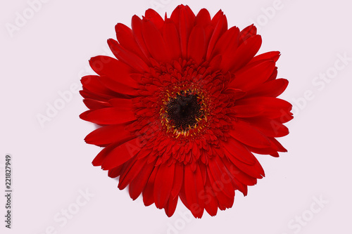 Gerber daisy flower isolated on white. One single red blooming flower head close up.
