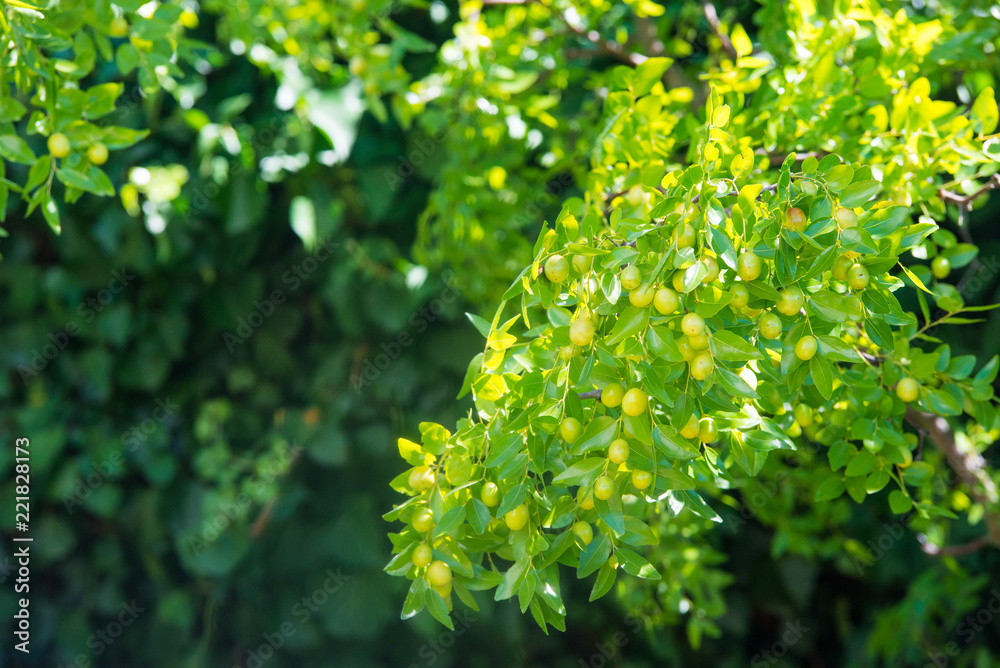 Green background of branches of jujube (jujube real, Chinese date, capiinit, jojoba, lat. In the process jujuba). It's summer Green background of branches of jujube (jujube real, Chinese date, capiinit, jojoba, lat. In the process jujuba). It's summer