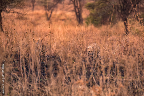 Cheetahs in the African savanna. Safari in the savannah of Serengeti National Park, Tanzania. Close to Maasai Mara, Kenya. Burnt savanna landscape because of bushfire. Africa.