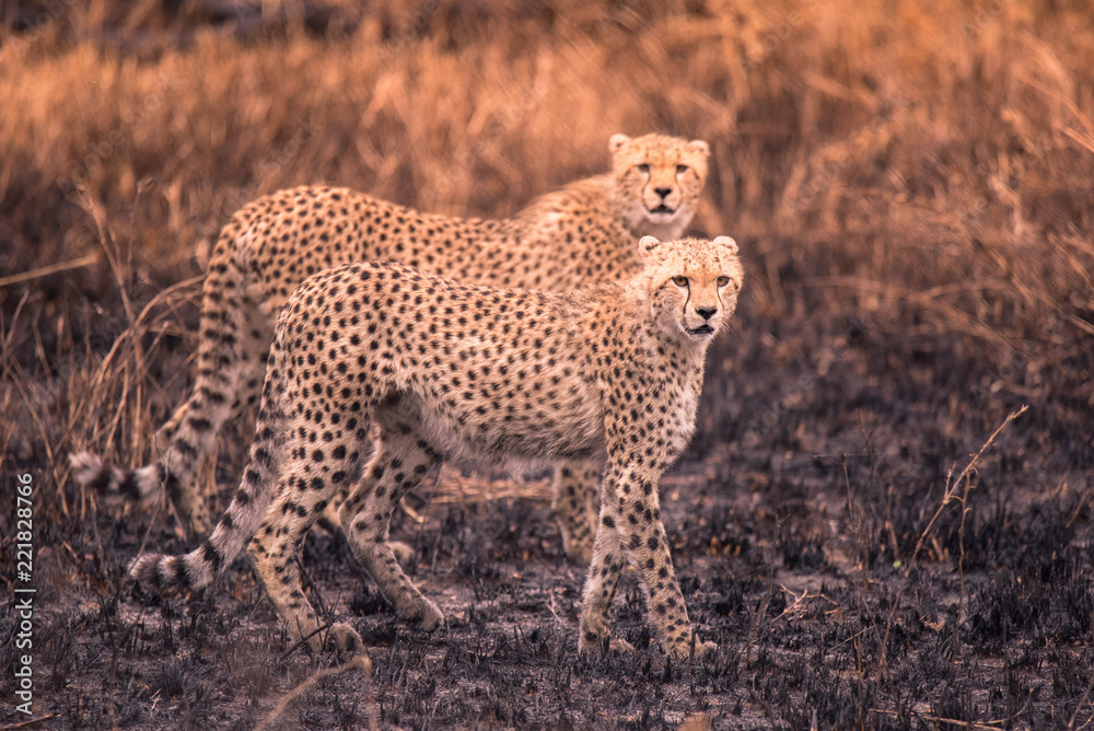Obraz premium Cheetahs in the African savanna. Safari in the savannah of Serengeti National Park, Tanzania. Close to Maasai Mara, Kenya. Burnt savanna landscape because of bushfire. Africa.