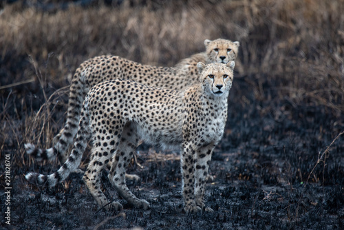 Cheetahs in the African savanna. Safari in the savannah of Serengeti National Park, Tanzania. Close to Maasai Mara, Kenya. Burnt savanna landscape because of bushfire. Africa. © Simon Dannhauer