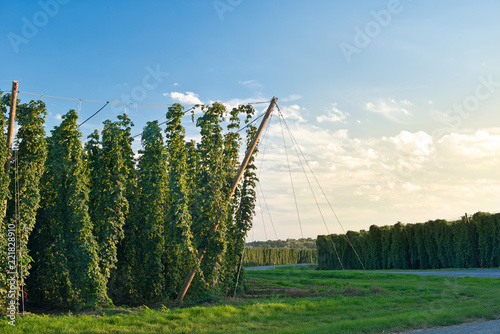 Hop field in Zatec hop area before sunset