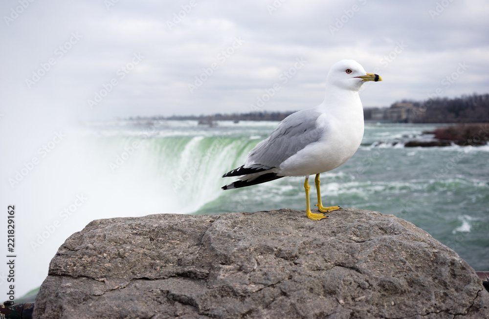 Fototapeta premium Gull stands by Niagara Falls