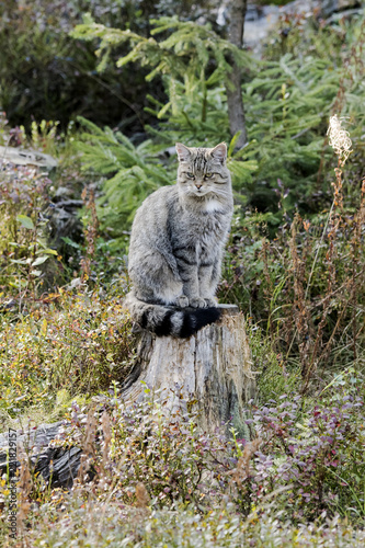 Wildkatze Merkmale