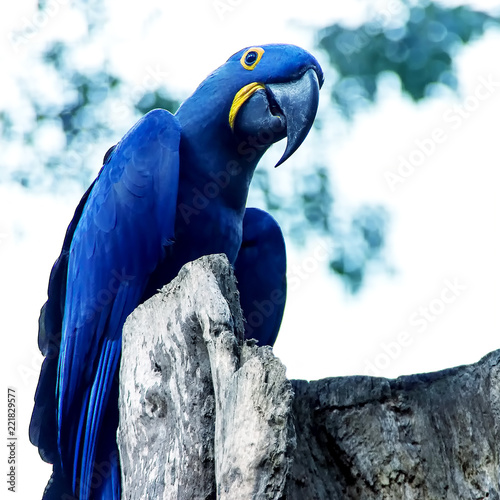 Parrot blue Spix's macaw close up sitting on the tree.Tropical bird.  It is a parrot native to central and eastern South America photo