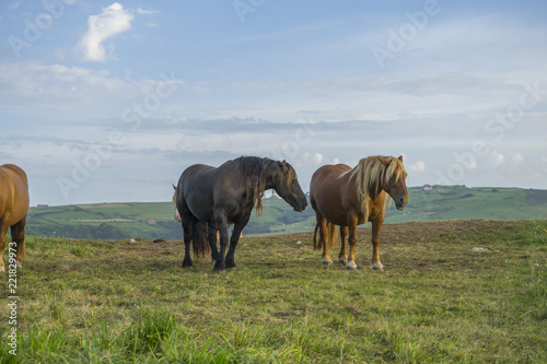 Equestrian, Horses in a meadow grazing at sunset in a rural field of Spain