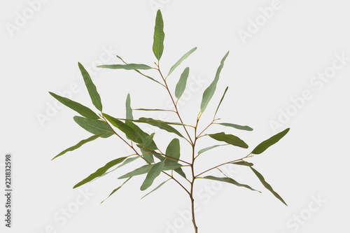 eucalyptus isolated on gray background with clipping path