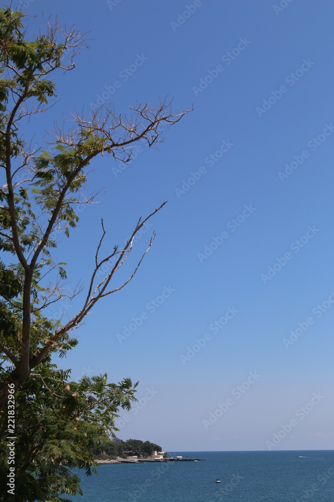 Dry branch above the sea