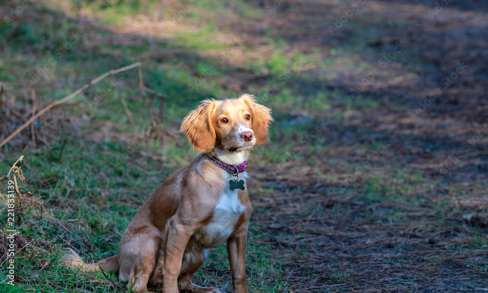 Alert Cocker