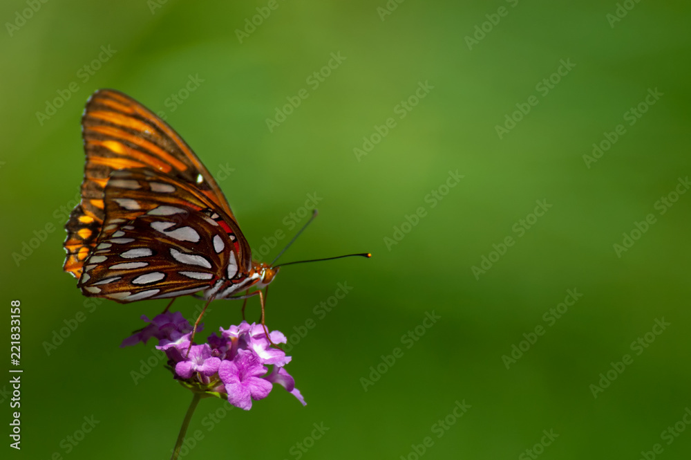 An orange, white and black gulf fritillary (Agraulis vanillae) butterfly perched on a pink lantana bloom with a soft green background. An orange, white and black gulf fritillary (Agraulis vanillae) butterfly perched on a pink lantana bloom with a soft green background.