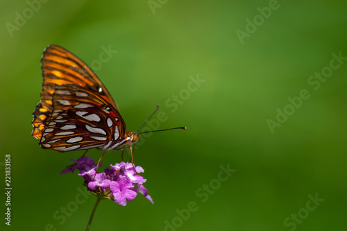 An orange, white and black gulf fritillary (Agraulis vanillae) butterfly perched on a pink lantana bloom with a soft green background. © ME Parker