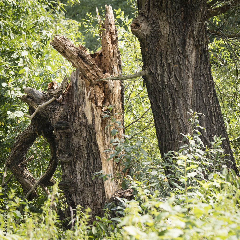 Stalked willow trunk next to growing willow. Stalked willow trunk next to growing willow.