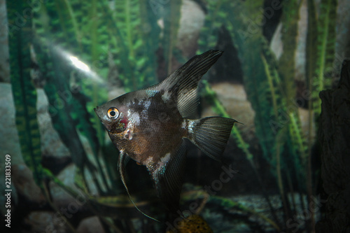 Black Angelfish (pterophyllum scalare) in aquarium