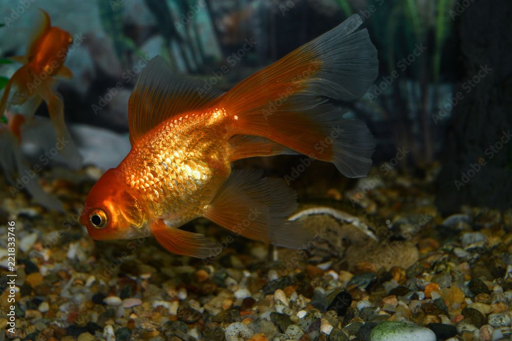 Golden fish (carassius auratus) swim in a tropical aquarium Golden fish (carassius auratus) swim in a tropical aquarium