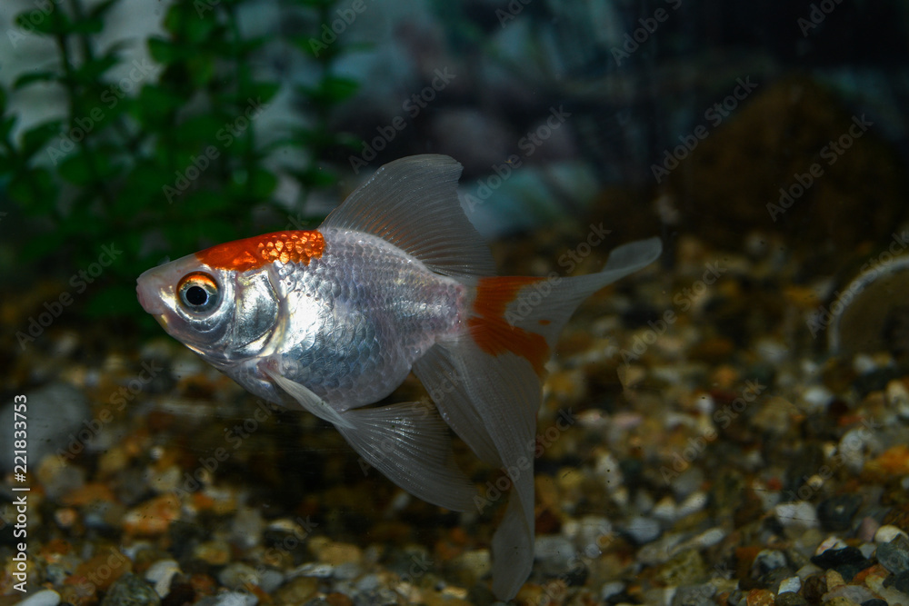 Golden fish (carassius auratus) swim in a tropical aquarium Golden fish (carassius auratus) swim in a tropical aquarium