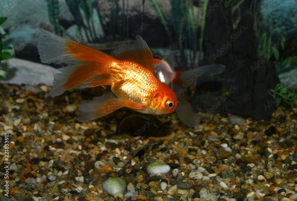 Golden fish (carassius auratus) swim in a tropical aquarium Golden fish (carassius auratus) swim in a tropical aquarium