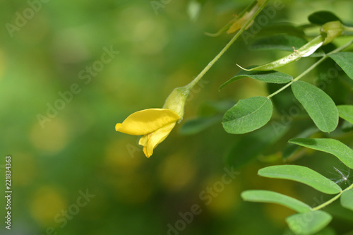 Little-leaved pea shrub