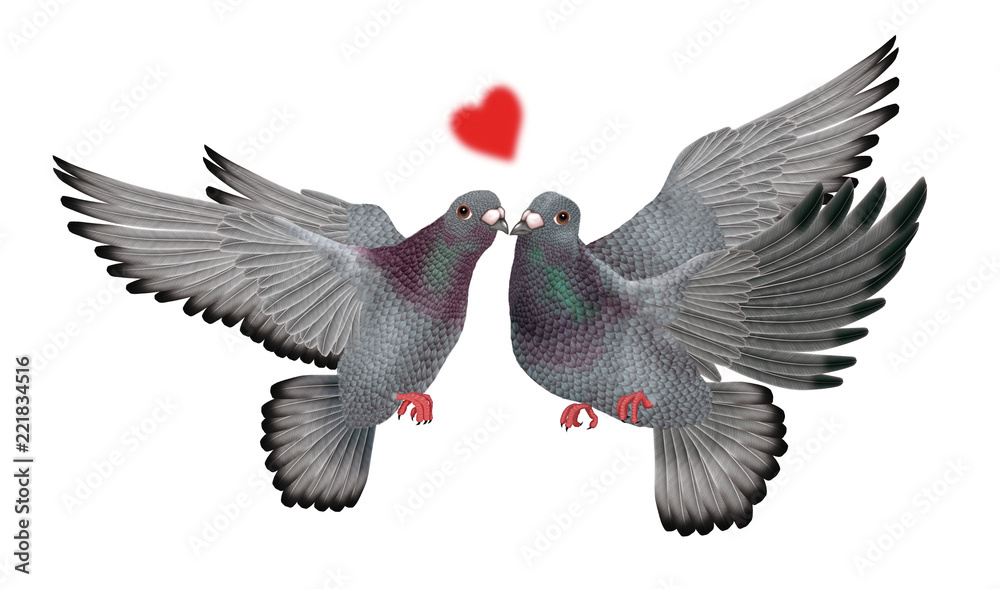 pigeon voyageur, couple, amoureux, amitié, paix, bisou,aile, en vol
