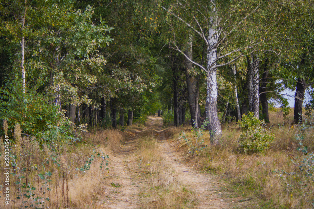 Fototapeta premium road in the forest
