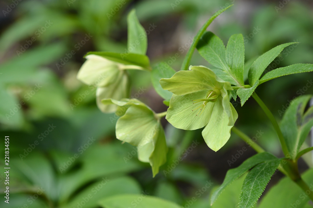 Lenten Rose Lenten Rose