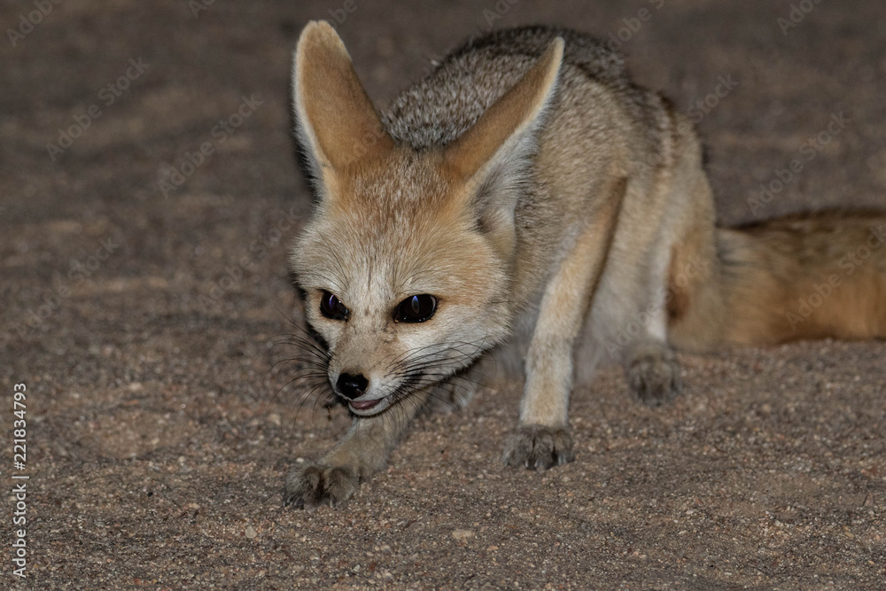 Fototapeta premium Fennec fox