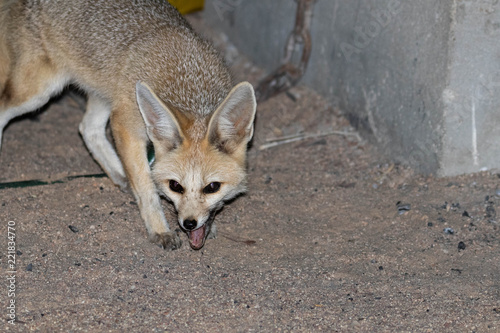 Fennec fox