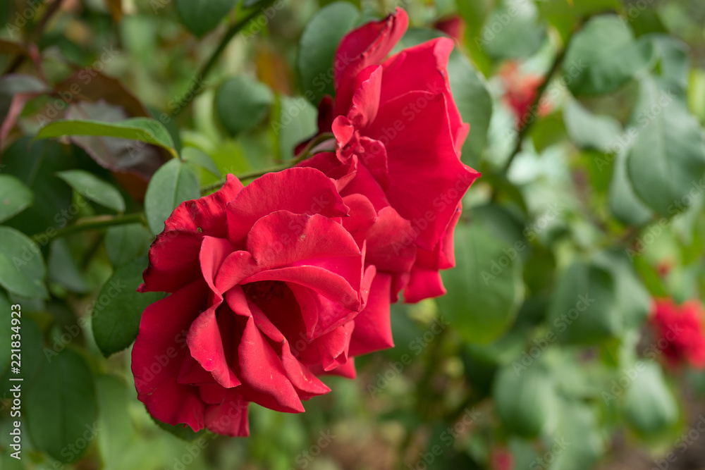 Floral background with red roses on green background Floral background with red roses on green background