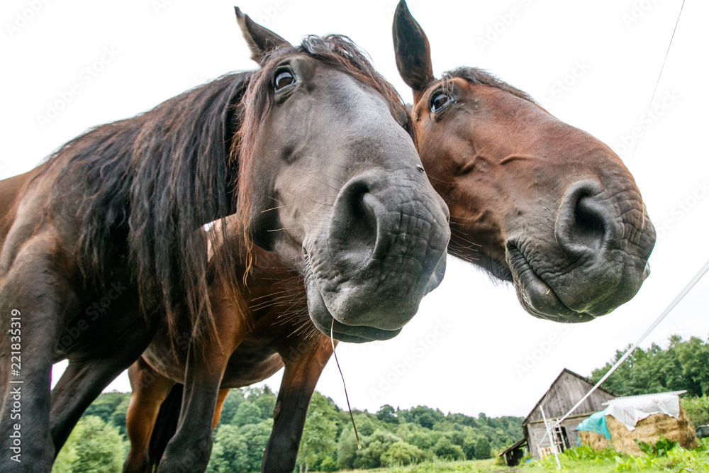 Naklejka premium Wide angle of two horses