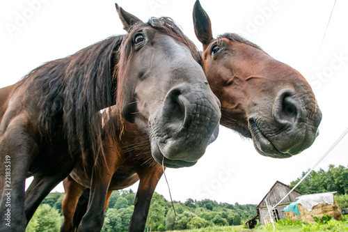 Wide angle of two horses © Rokas
