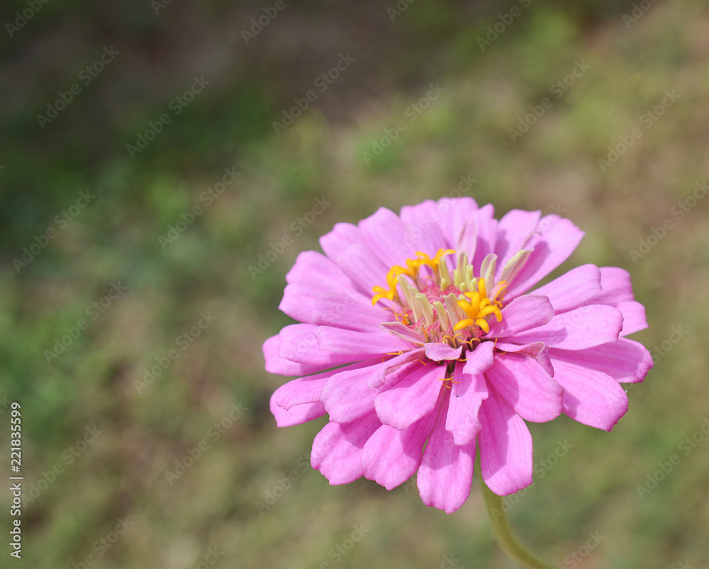 Large pink Zinnia flower outside on a sunny day with a green grass background Large pink Zinnia flower outside on a sunny day with a green grass background