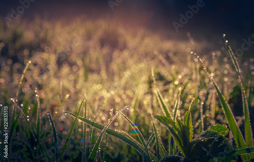 Morning nature in sunlight and dew