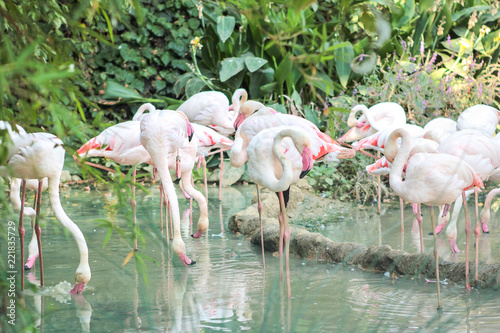 Pink big birds Greater Flamingos