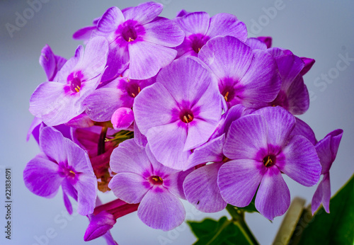 Summer flowers bloomming