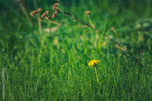 Fototapeta Naklejka Na Ścianę i Meble -  Summer flowers bloomming