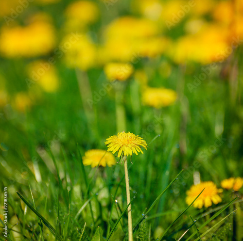 Fototapeta Naklejka Na Ścianę i Meble -  Summer flowers bloomming