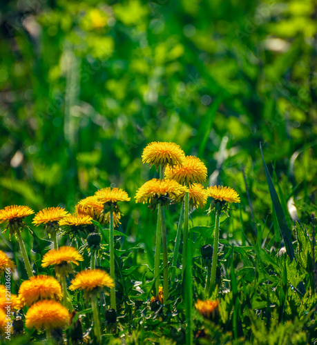 Fototapeta Naklejka Na Ścianę i Meble -  Summer flowers bloomming