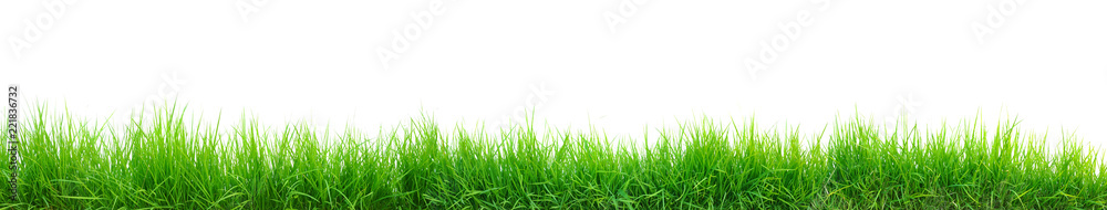 green grass panorama isolated on white