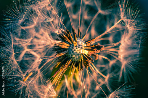 Fototapeta Naklejka Na Ścianę i Meble -  Summer flowers bloomming