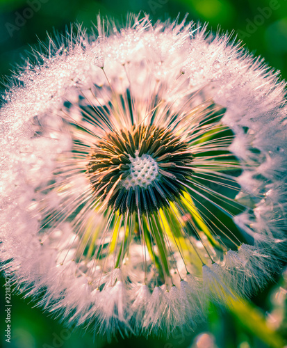Fototapeta Naklejka Na Ścianę i Meble -  Summer flowers bloomming