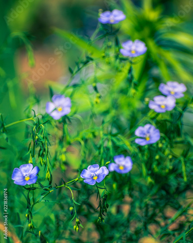 Summer flowers bloomming