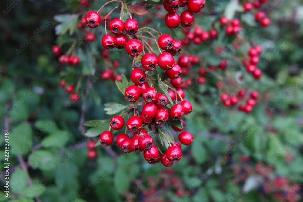 Red Autumn Berries Red Autumn Berries