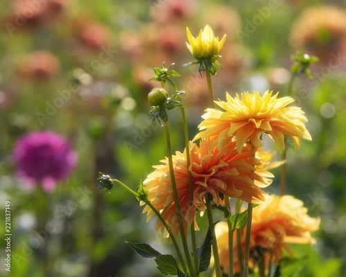 Fototapeta Naklejka Na Ścianę i Meble -  Yellow dahlias in sunshine on a meadow