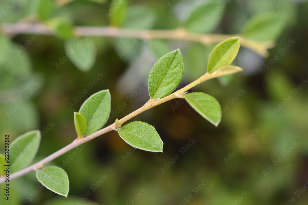 Franchets cotoneaster