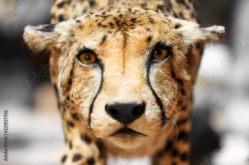 The cheetah (Acinonyx jubatus) close up portrait