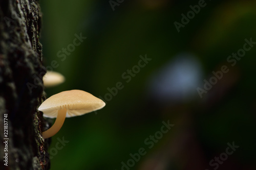White mushrooms are found in mango trees with dampness. In the countryside of Thailand is called mango mushrooms.